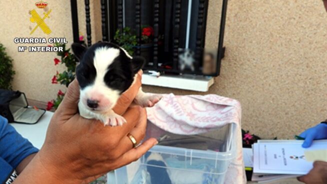 Investigan a un hombre en Cantabria por abandonar cuatro cachorros en un contenedor