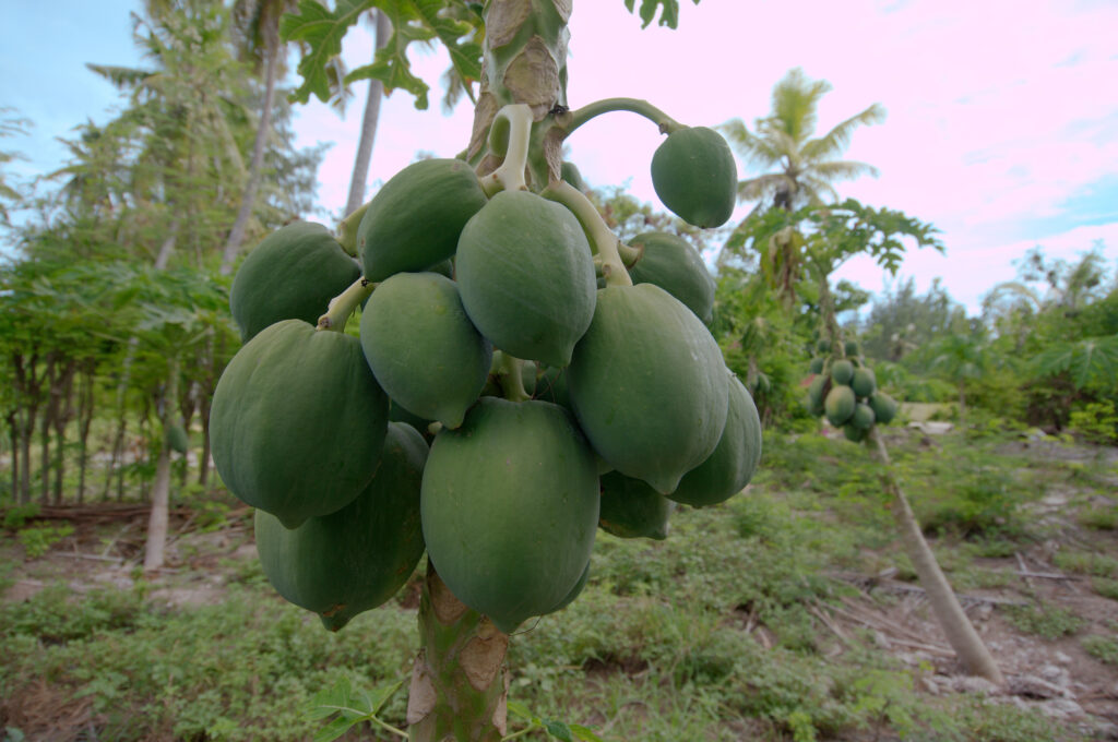 Papayas verdes en el árbol. 
Andrey Nekrasov, Europa Press