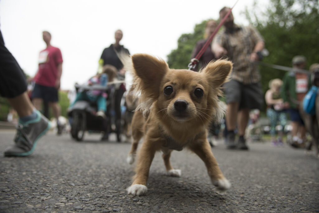 Perro. 
L.E. Baskow, Unsplash 