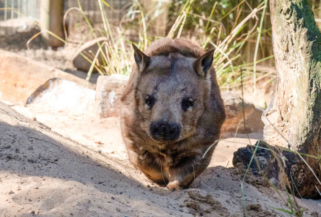 Wombat. 
Tara Malhotra Europa Press