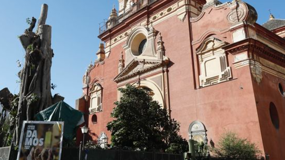 El Ayuntamiento de Sevilla da por muerto el ficus histórico de San Jacinto y lo retirará