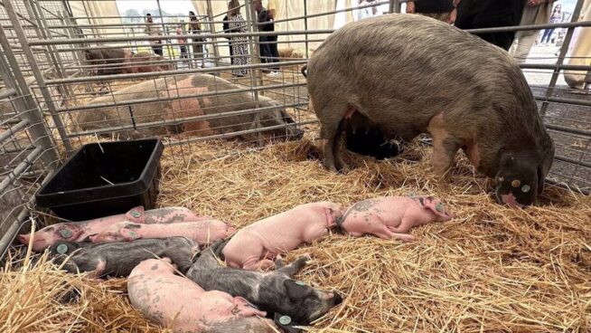 'Dolar',  un gochu asturcelta de 300 kilos, campeón del Concurso Nacional Morfológico