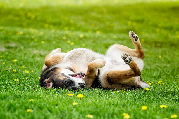 Perro revolcándose en la hierba. Nicolas McComber Unsplash