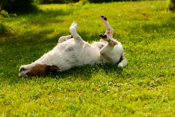 Perro frotándose contra el suelo. alexei_tm Unsplash