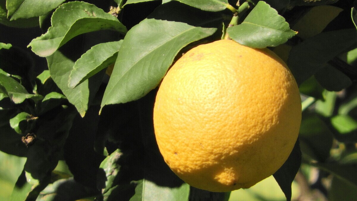 Descubren el abono perfecto para que el limonero dé buenos frutos