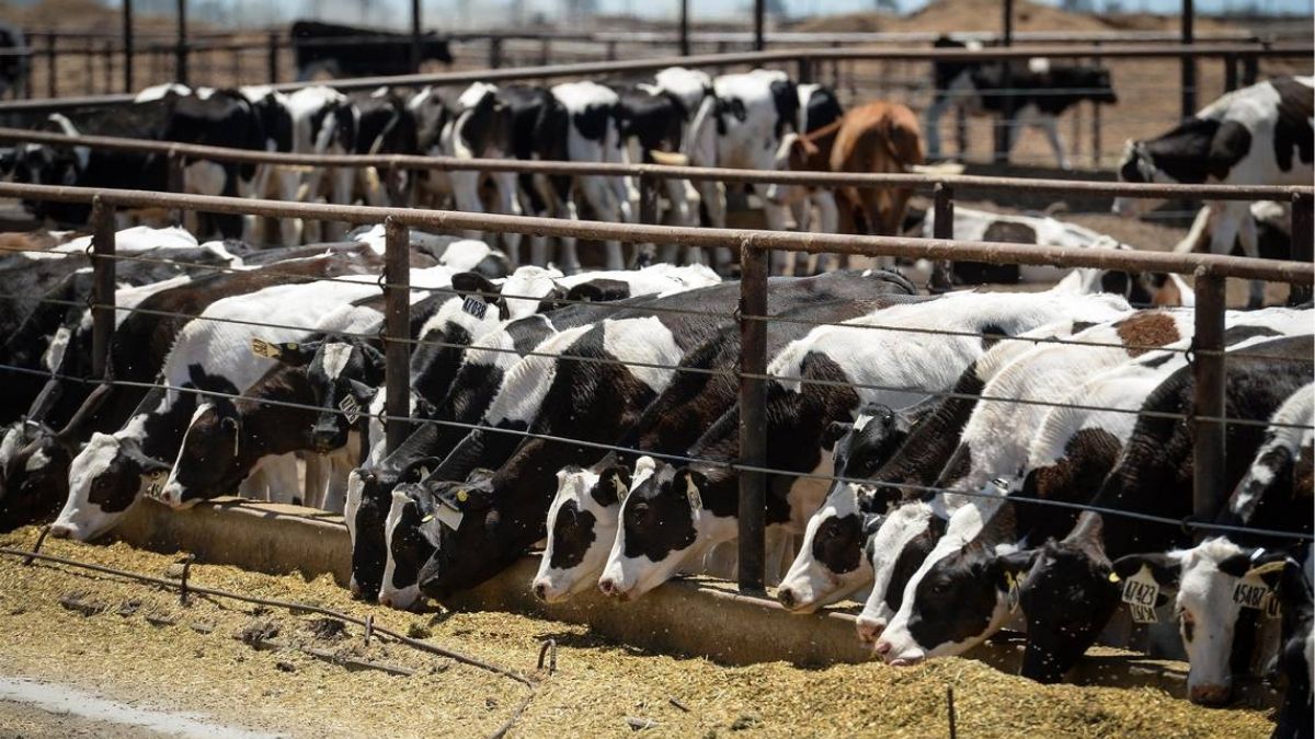 Agricultura da 23 millones al sector ganadero para combatir enfermedades en animales