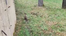 El osezno rescatado en Barniedo (León) se adapta a vivir en la naturaleza de Valsemana