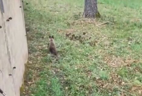 El osezno rescatado en Barniedo (León) se adapta a vivir en la naturaleza de Valsemana