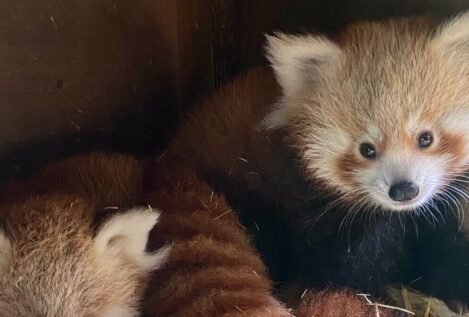 El Zoo de Madrid celebra el Día del Panda Rojo con las dos únicas crías nacidas en 2024