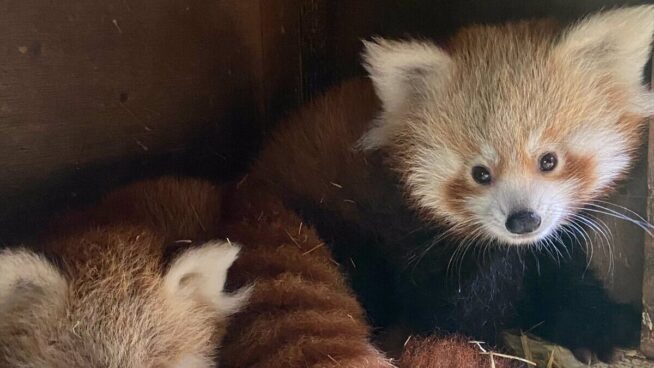 El Zoo de Madrid celebra el Día del Panda Rojo con las dos únicas crías nacidas en 2024