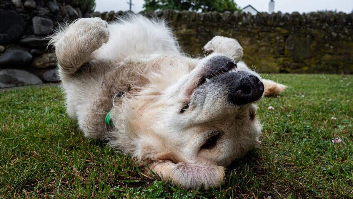 ¿Por qué mi perro se revuelca y frota su espalda contra el suelo? Estas son las razones