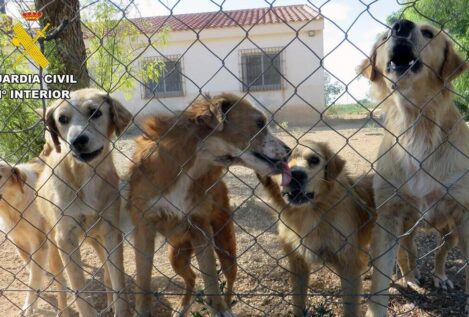 La Guardia Civil rescata una treintena de perros abandonados en Mula y Pliego (Murcia)