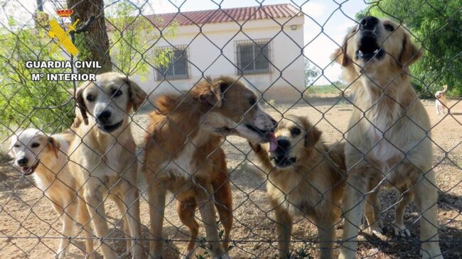 La Guardia Civil rescata una treintena de perros abandonados en Mula y Pliego (Murcia)