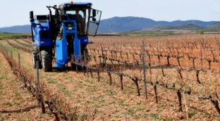 Viñedos, olivares y bosques como fuente de energía renovable en España