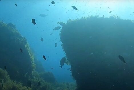 La reserva marina de Cabo Tiñoso (Murcia): siete años como referente en el Mediterráneo