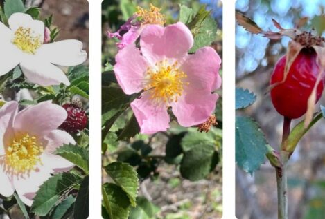 Hallan en Canarias tres nuevas especies de rosas silvestres