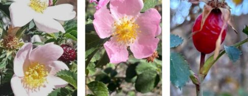 Hallan en Canarias tres nuevas especies de rosas silvestres