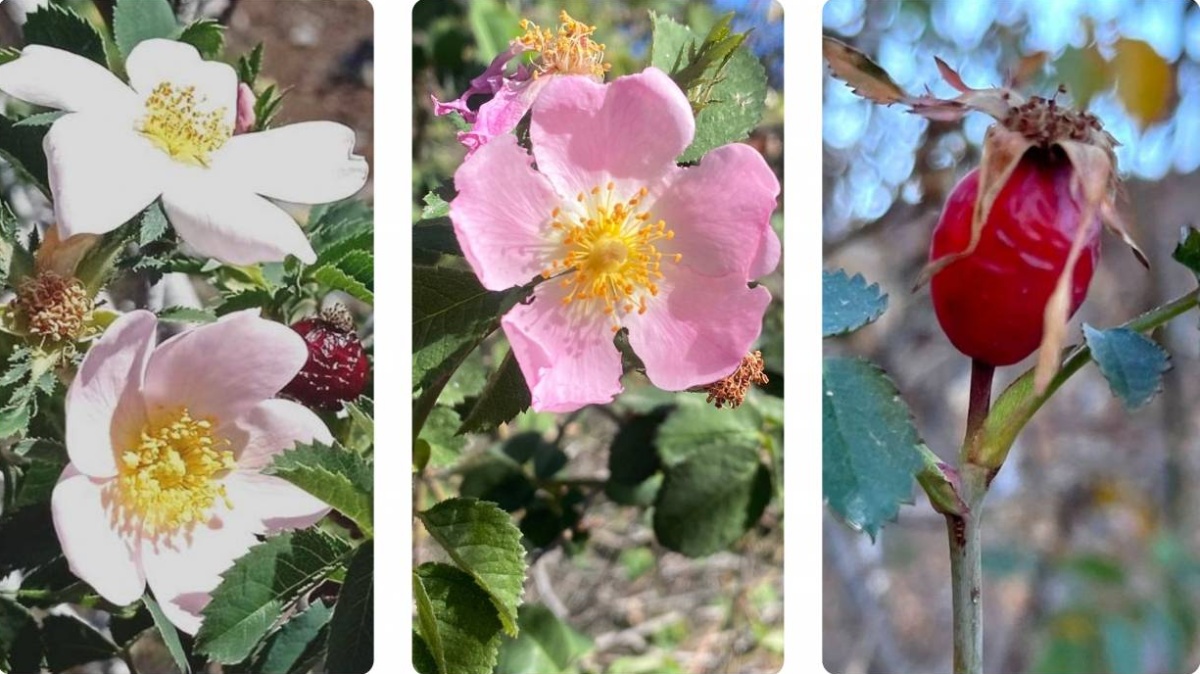 Hallan en Canarias tres nuevas especies de rosas silvestres