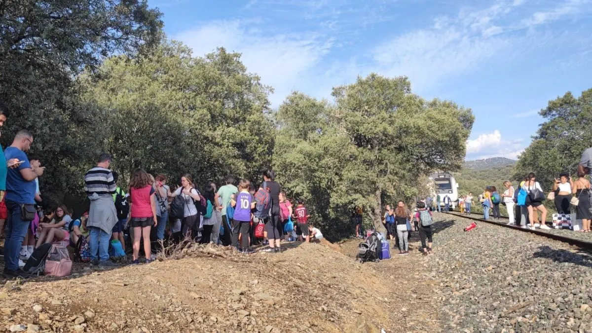 La plataforma en defensa del ficus centenario de Sevilla se movilizará en San Jacinto