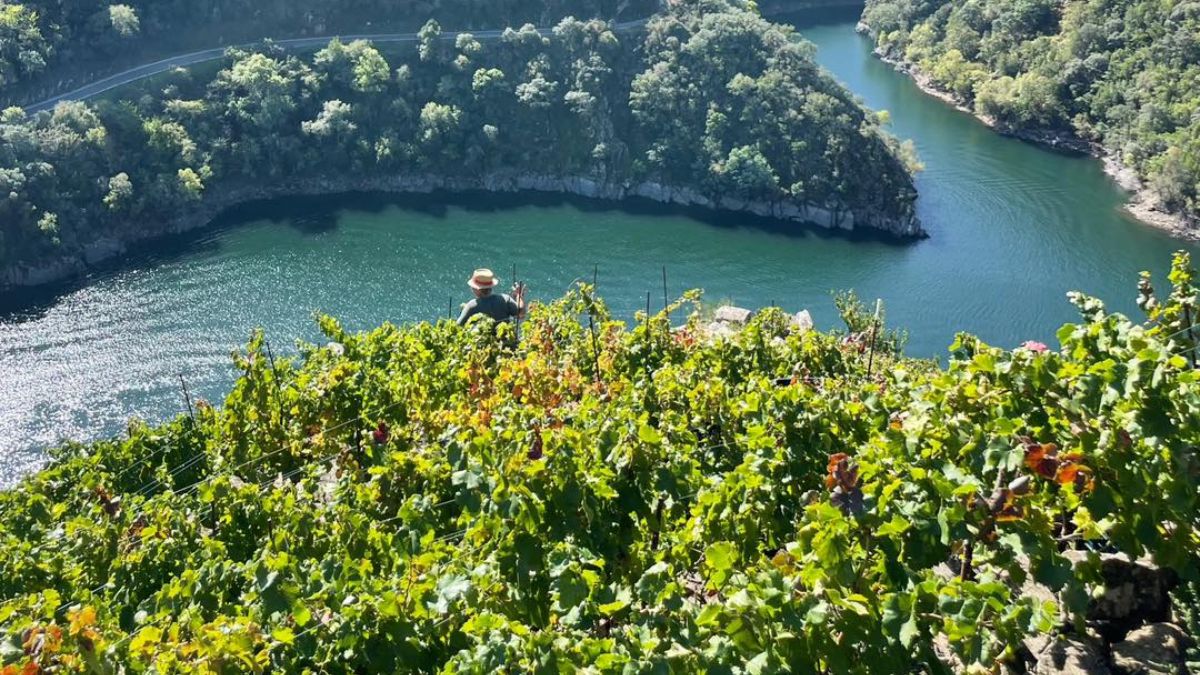 Seis vinos tintos de mencía desde sus territorios principales