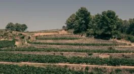 Vinos del Penedès, un territorio dividido en tres por sus burbujas