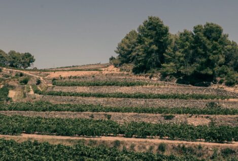 Vinos del Penedès, un territorio dividido en tres por sus burbujas