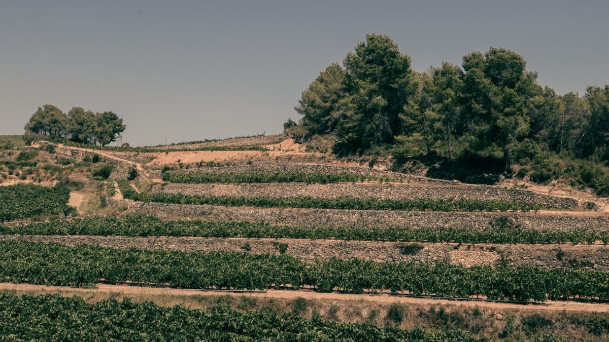 Vinos del Penedès, un territorio dividido en tres por sus burbujas