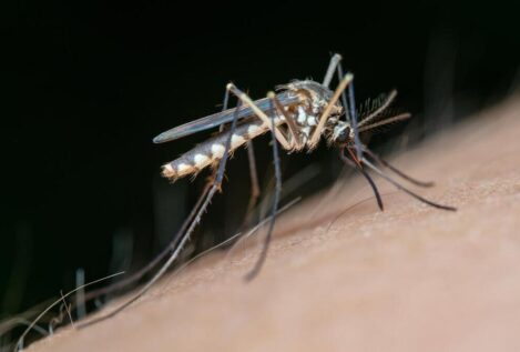 Extremadura confirma dos nuevos casos de fiebre del Nilo y ya son seis los hospitalizados