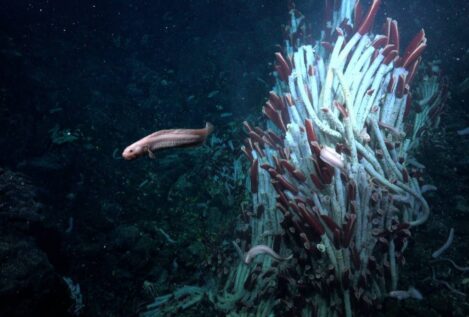 Descubren una sorprendente vida animal bajo el fondo marino