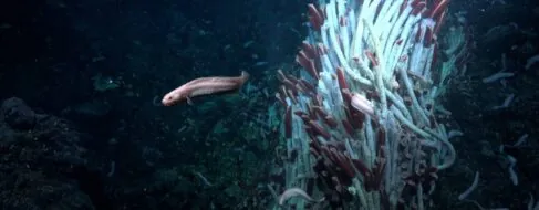 Descubren una sorprendente vida animal bajo el fondo marino