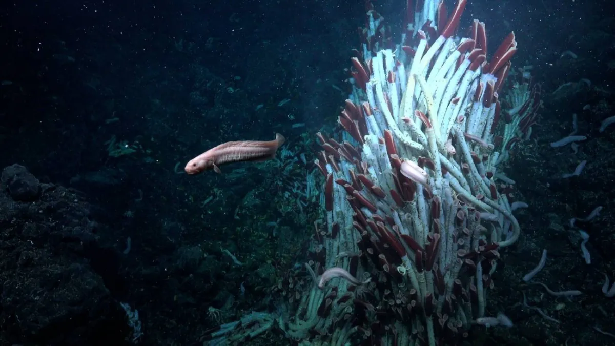 Descubren una sorprendente vida animal bajo el fondo marino