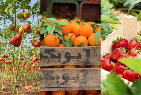 Los tomates, frutos rojos y cítricos marroquís superan el millón de toneladas al año en Europa