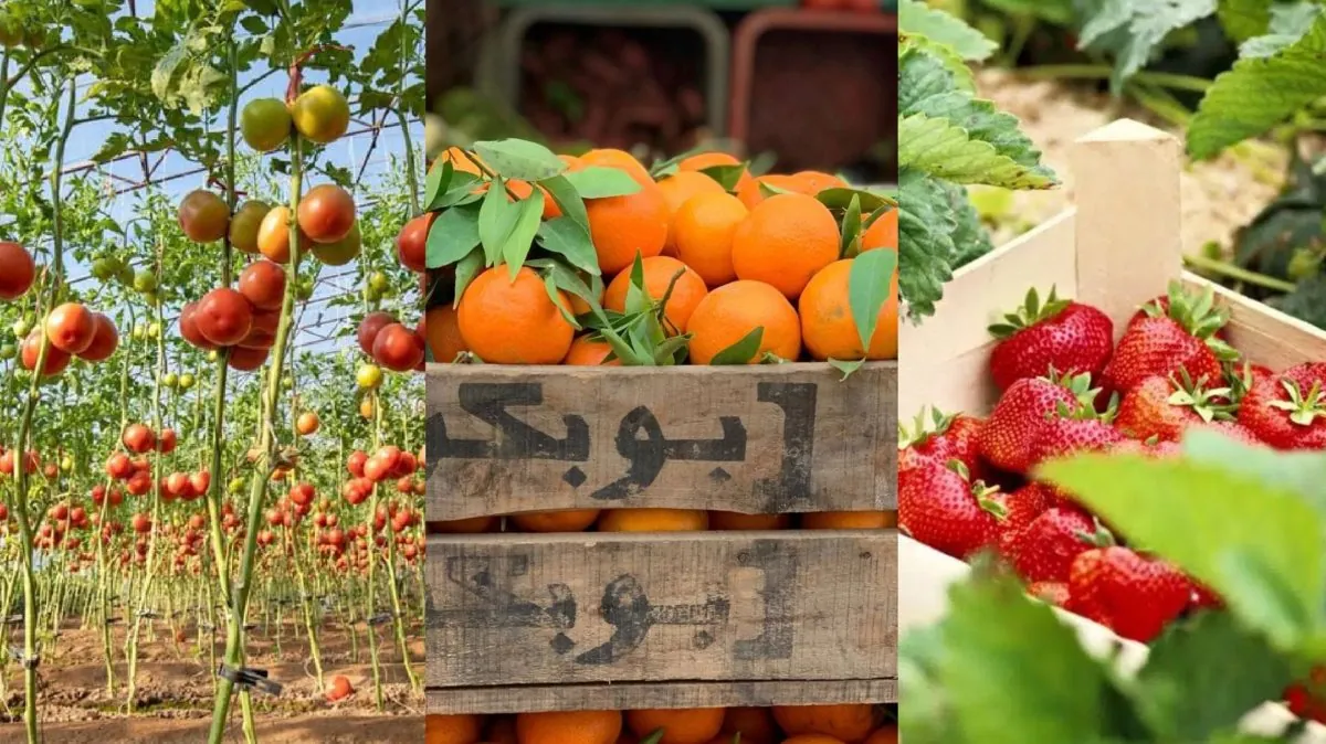 Los tomates, frutos rojos y cítricos marroquís superan el millón de toneladas al año en Europa