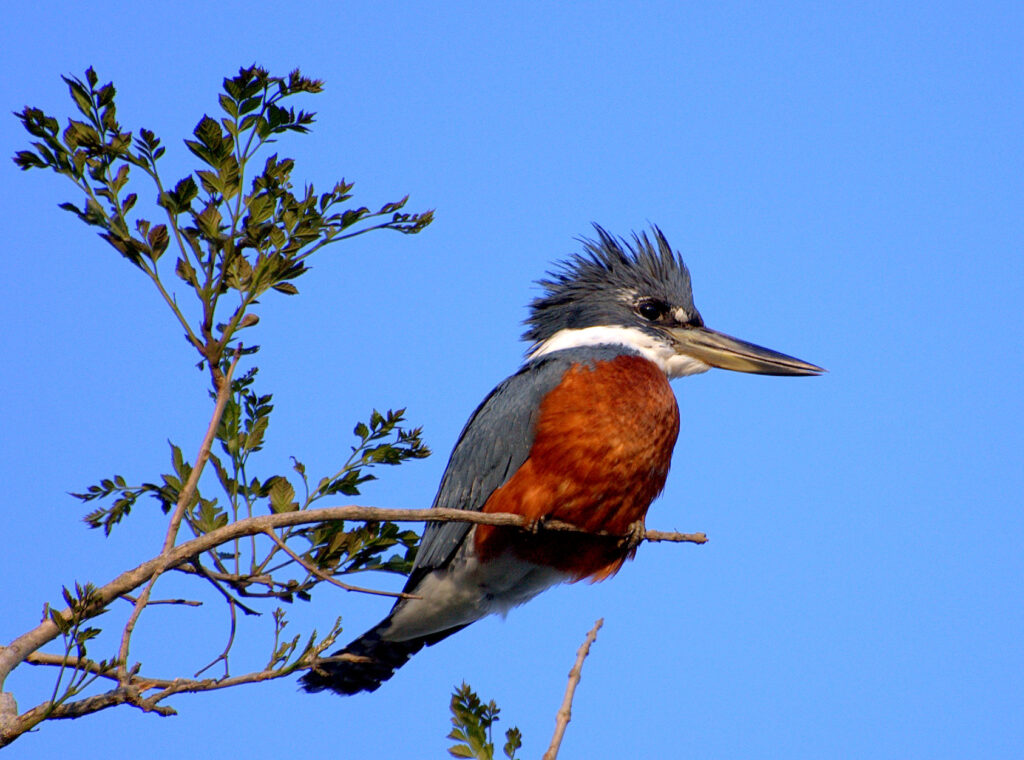 Martín pescador. 
Unsplash