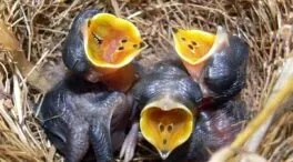 Los sonidos de las crías de aves no solo indican hambre, sino también su estado de salud