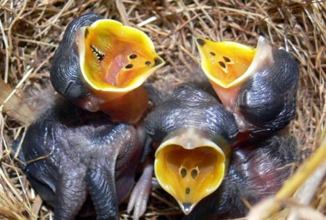 Los sonidos de las crías de aves no solo indican hambre, sino también su estado de salud