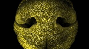La respuesta al misterio detrás de los patrones geométricos en la nariz de los perros