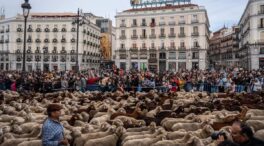 Madrid suspende la Fiesta de la Trashumancia por la enfermedad de la lengua azul