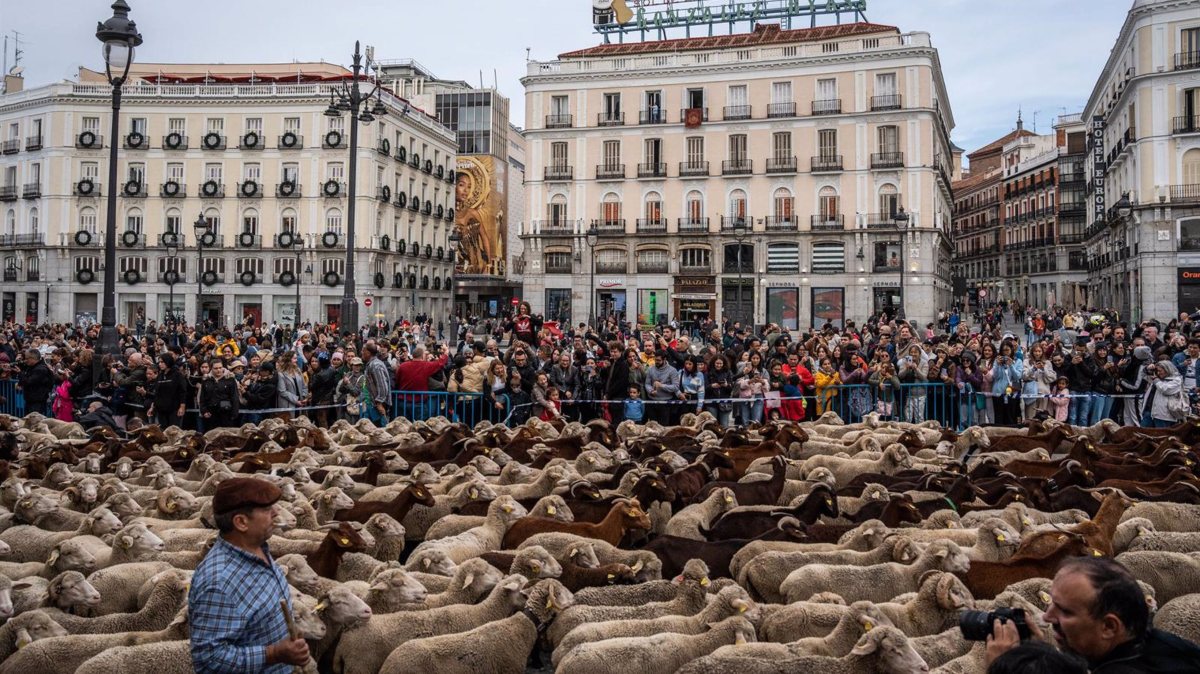 Madrid suspende la Fiesta de la Trashumancia por la enfermedad de la lengua azul