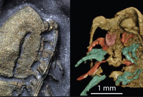 Un nuevo fósil de artrópodo ‘dorado’ se preserva en pirita de forma extraordinaria