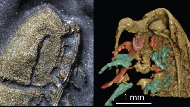 Un nuevo fósil de artrópodo ‘dorado’ se preserva en pirita de forma extraordinaria