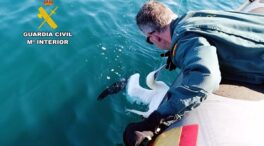 Rescatado un alcatraz enredado en un palangre en la zona de la Virgen del Mar en Santander