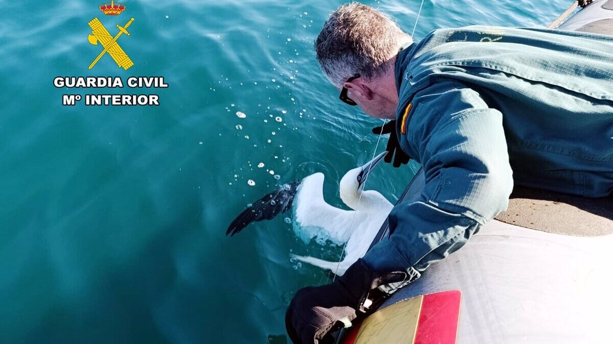 Rescatado un alcatraz enredado en un palangre en la zona de la Virgen del Mar en Santander