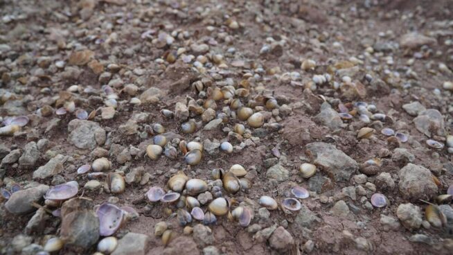 Erradican la almeja asiática, una de las especies «más dañinas», del embalse de Valbona (Teruel)