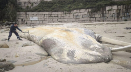 Aparece muerta en Sanjenjo la ballena de 15 metros que se dejó ver por las Rías Bajas