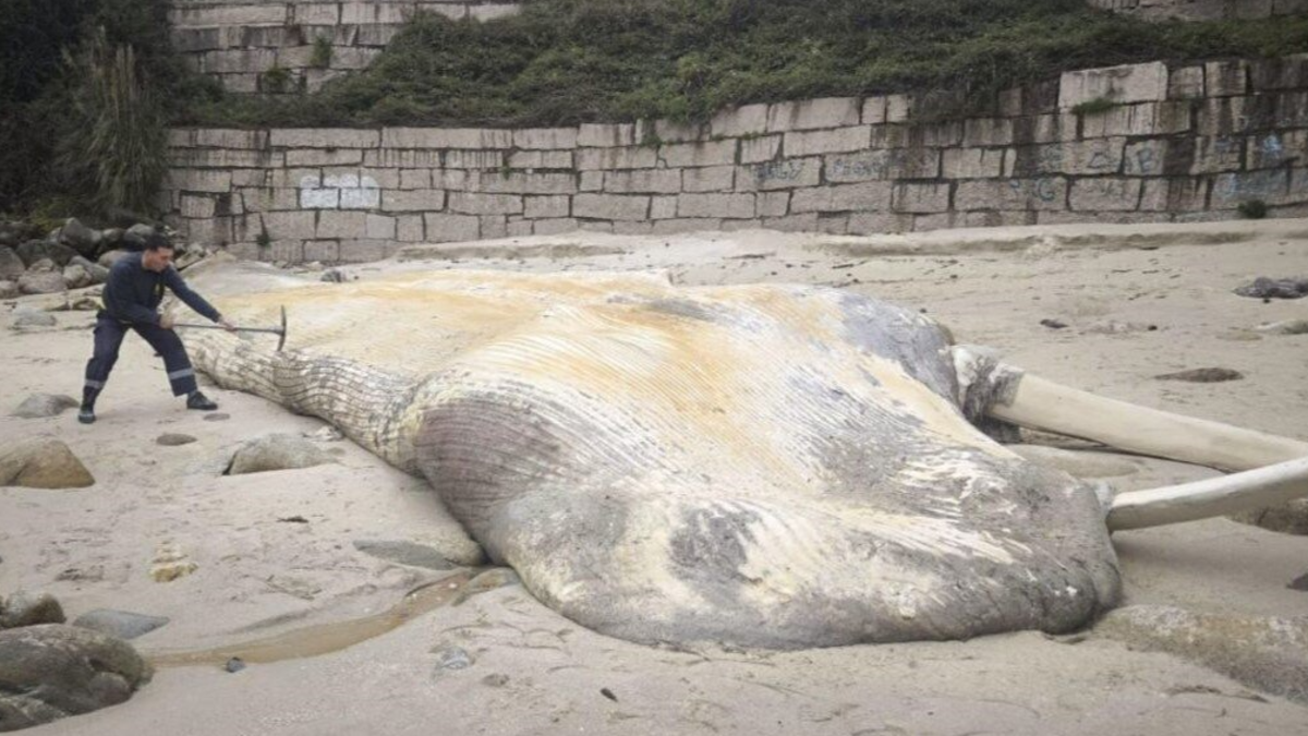 Aparece muerta en Sanjenjo la ballena de 15 metros que se dejó ver por las Rías Bajas