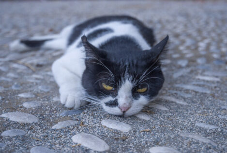 ¿Qué beneficios aportan los gatos a la salud de los humanos?