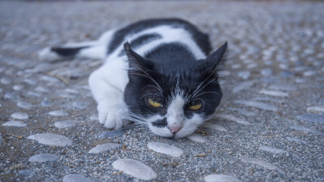 ¿Qué beneficios aportan los gatos a la salud de los humanos?