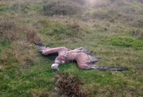 Denuncian la muerte por envenenamiento de un grupo de buitres cerca de Vegadeo (Asturias)