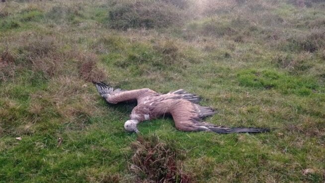 Denuncian la muerte por envenenamiento de un grupo de buitres cerca de Vegadeo (Asturias)